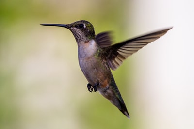 Black ash hummingbird
